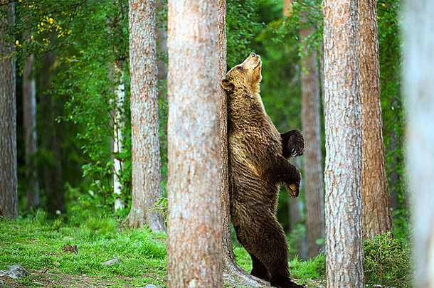 灰熊熊回来抓