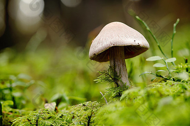 蘑菇莫斯表面森林