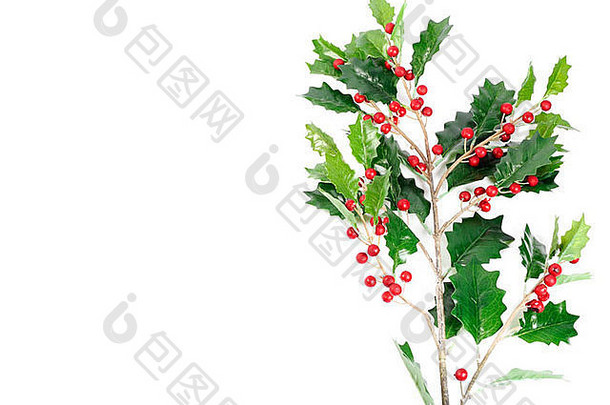 嫩枝冬青浆果植物白色背景圣诞节装饰