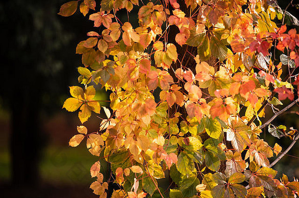 叶子树秋天颜色阳光照射的黄金红色的充满活力的颜色野生自然