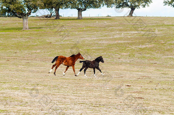 棕色（的）马黑色的柯尔特飞驰的草地萨拉曼卡西班牙生态广泛的牲畜概念
