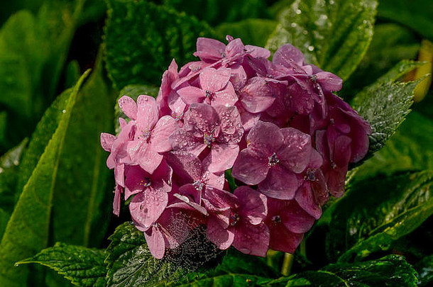 绣球花种植花园观赏植物大美丽的花序受欢迎的能力大