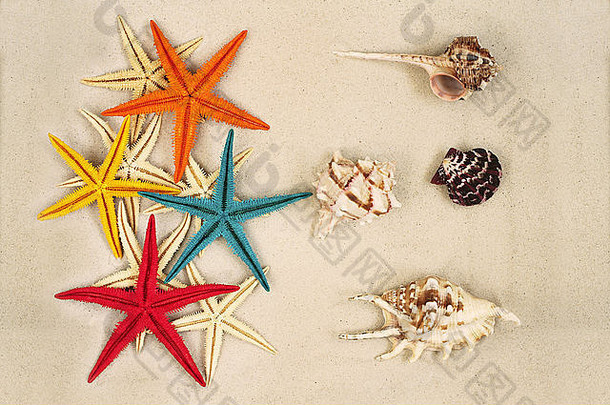 色彩斑斓的画海星类海贝壳光灰色的沙子
