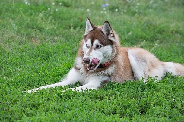 可爱的西伯利亚沙哑的小狗说谎绿色草夏天公园宠物动物纯种狗