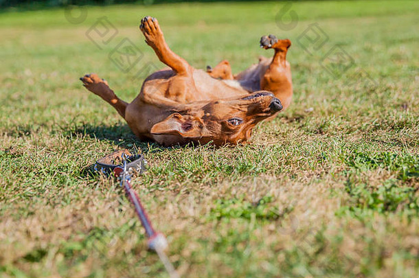 美丽的香肠狗玩皮带草