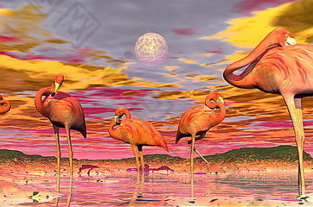 群火烈鸟站和平水色彩斑斓的日落