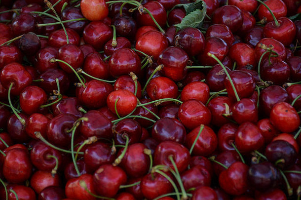 新鲜的红色的樱桃绿色市场城市希贝尼克克罗地亚