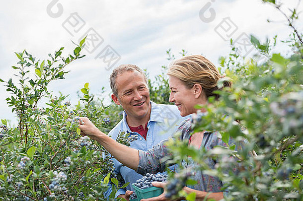 有机水果农场成熟的夫妇挑选浆果水果灌木