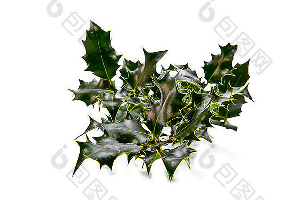 欧洲冬青冬青aquifolium叶子水果浆果白色背景