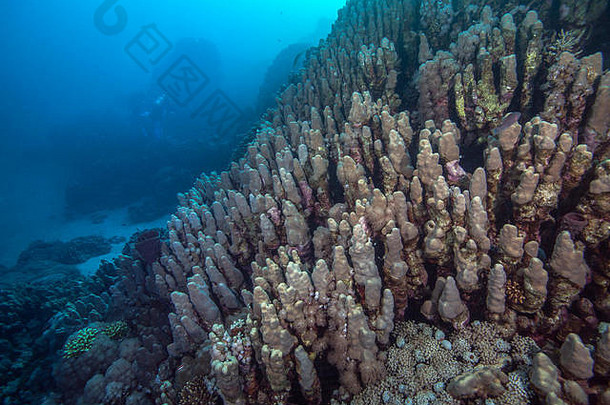 关注广角图像porite硬珊瑚珊瑚礁红色的海海岸南部埃及港口加利卜