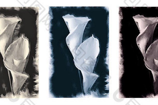 马蹄莲莉莉三张相联正直的黑色的背景语气黑色的白色绘画版本数字改变