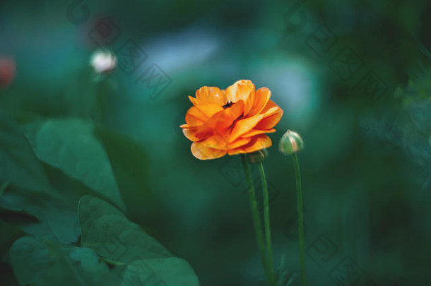 小橙色花毛茛属植物美丽的艺术背景阳光明媚的一天毛茛属植物壁纸