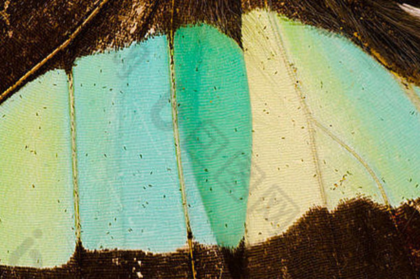 蝴蝶翼细节模式纹理背景