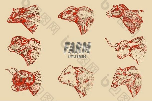牛集古董风格牛头长角牛苏格兰高地荷斯坦黑色的安格斯肖像农场公牛队国内动物手画