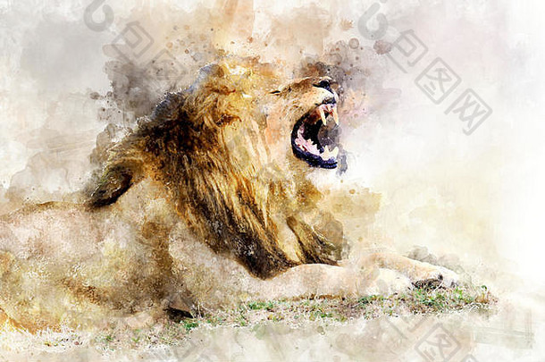 水彩插图狮子肖像美丽的野生动物世界