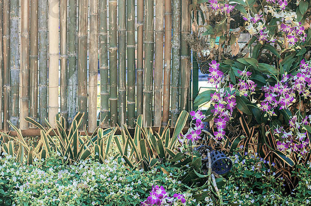 兰花花装饰花园竹子背景