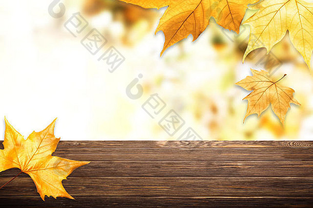 背景黄色的枫木叶子аutumnal彩色的框架秋天叶子软焦点