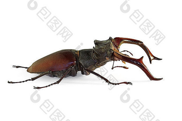 阉割过的雄鹿甲虫卢卡努斯Cervus最大欧洲甲虫濒临灭绝的物种