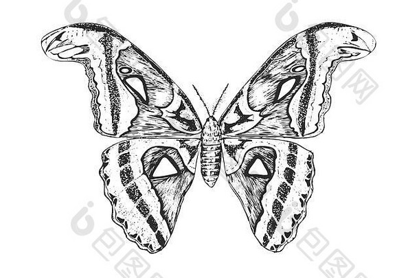 蝴蝶野生昆虫阿特拉斯蛾神秘的象征昆虫学自由刻手画古董草图婚礼卡标志