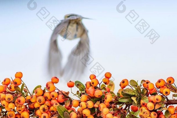 可爱的鸟白色雪背景鸟煤炭乳头periparus阿特尔植物火棘coccinea朱红色火棘