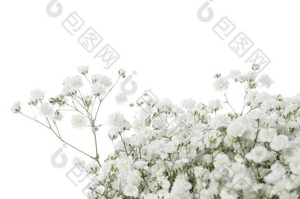 满天星紧凑的白色关闭美丽的花孤立的白色工作室背景设计元素切割盛开的春天夏季温柔的叶子花瓣Copyspace
