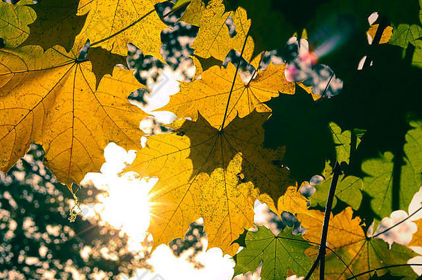 黄色的绿色秋天枫木叶子