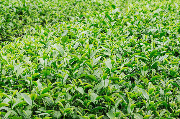 年轻的叶子茶日益增长的绿色背景