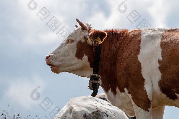 瑞士红色的白色牛放牧意大利阿尔卑斯山脉