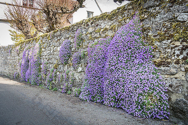 紫色的aubretia日益增长的石头花园墙春天