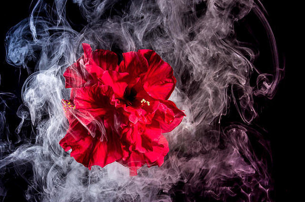 红色的茶玫瑰花云五彩缤纷的烟孤立的黑色的背景闪光