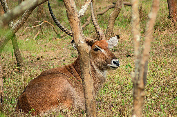 法法萨非洲大羚羊休息地面乌干达非洲