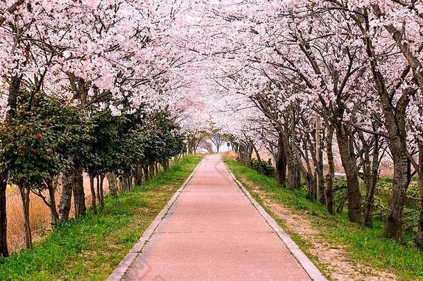 花朵樱桃花路径大南韩国