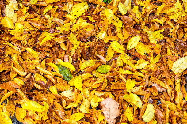 色彩斑斓的树叶叶子谎言地面秋天