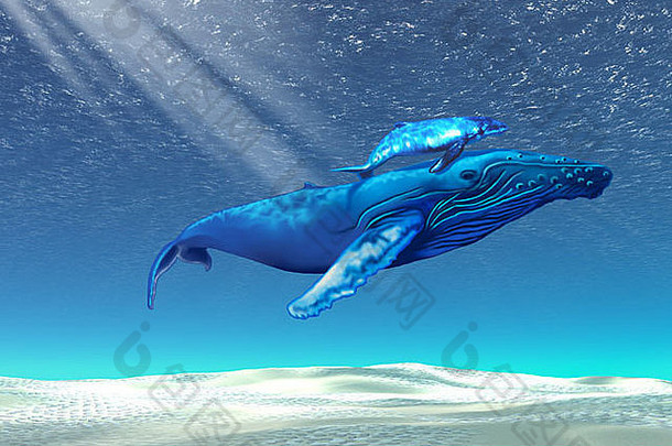妈妈婴儿座头鲸鲸鱼游泳清晰的热带水域