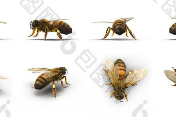 欧洲蜂蜜蜜蜂呈现集角白色插图