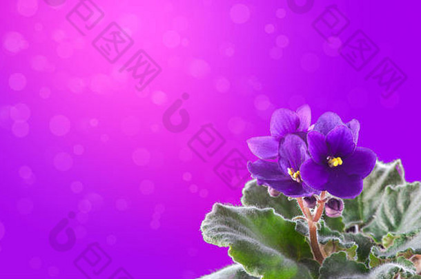 紫罗兰色的开花紫色的散景背景