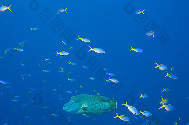 驼峰头濑鱼切利努斯波状云蓝色的黄色的露丝caesio特雷斯蓝色的角落里潜水网站