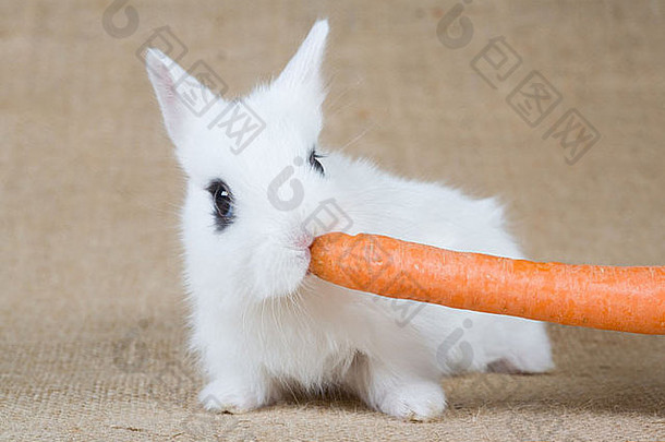 白色兔子胡萝卜孤立的白色