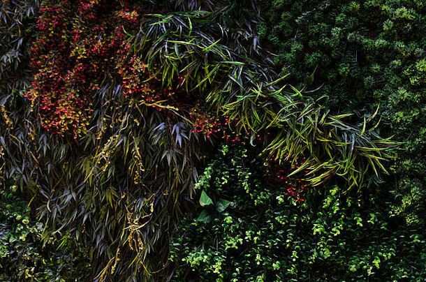 照片完整的墙植物创建自然背景