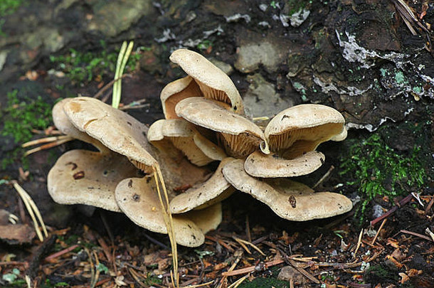 塔皮内拉Panuoides牡蛎滚轮野生蘑菇芬兰