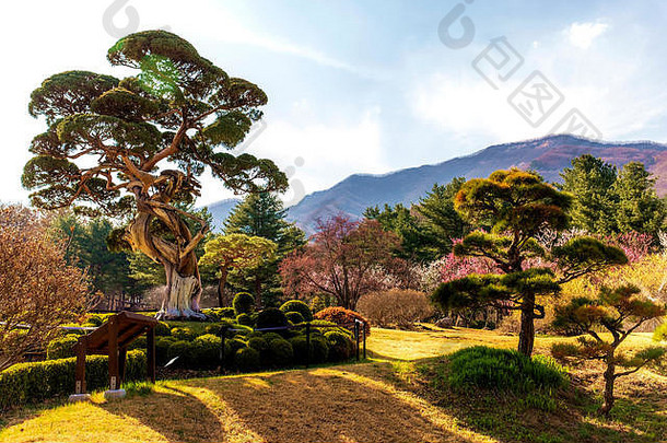 树花园首尔南韩国