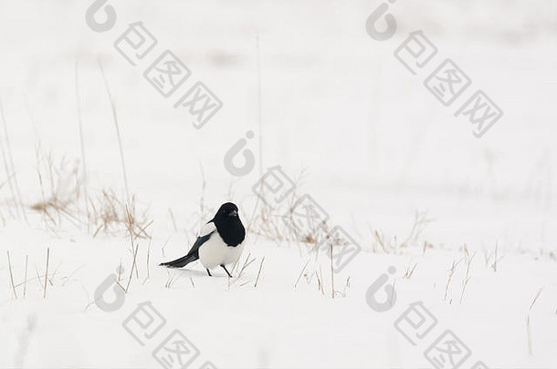照片喜鹊鸟雪