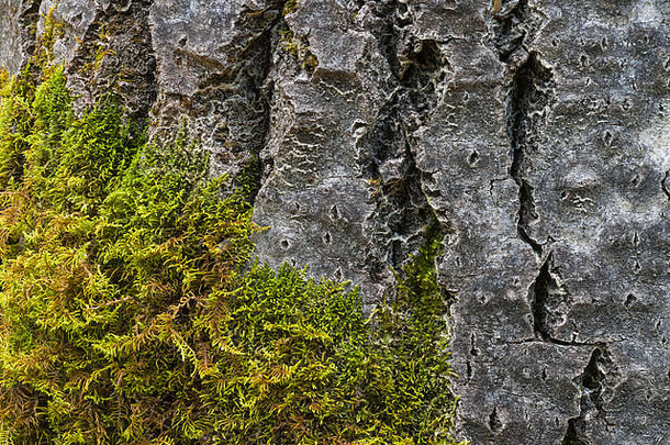 树荒野绿色莫斯摘要图像岩石山阿尔伯塔省加拿大