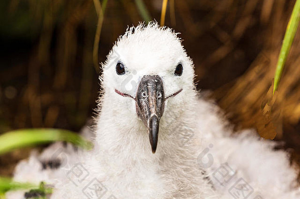 黑色的眉毛信天翁殖民地西点岛福克兰群岛可爱的白色小鸡柔和的羽毛起泡的黑色的眼睛直相机
