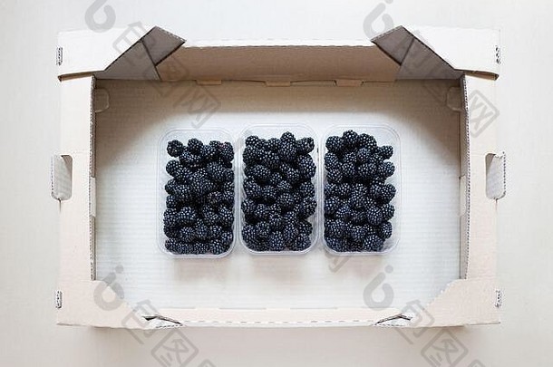 塑料容器完整的新鲜的黑莓内部纸板盒子