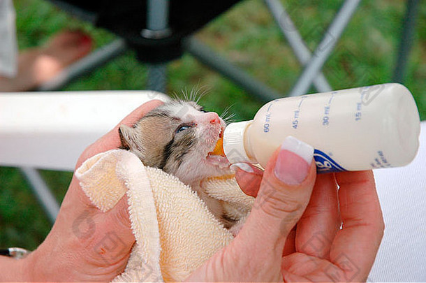 一天获救小猫需要瓶喂养使动物救援亚特兰大
