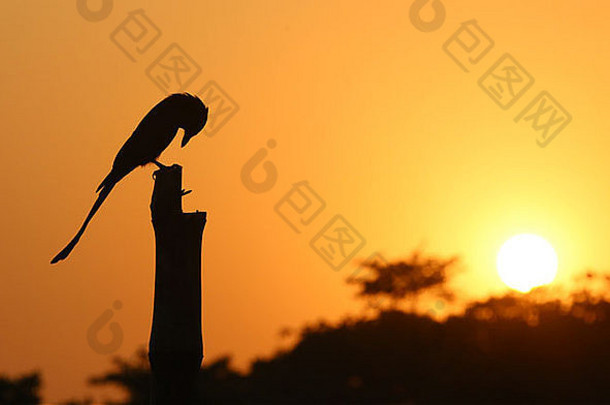 黑色的燕卷尾坐着波兰设置太阳