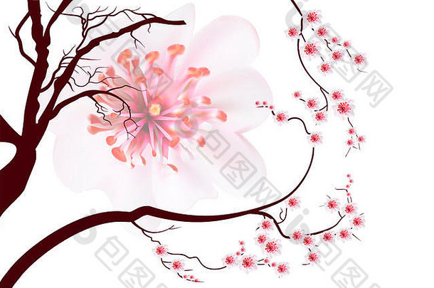 粉红色的樱桃开花樱花花日本风格