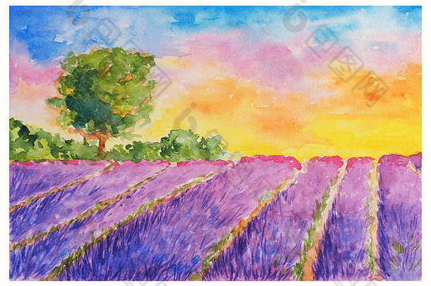 夏天景观蓬勃发展的紫罗兰色的薰衣草场单树日落水彩手画画