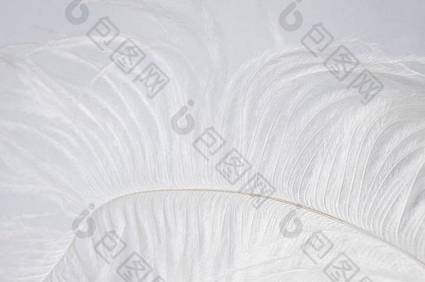 白色精致的鸵鸟羽毛